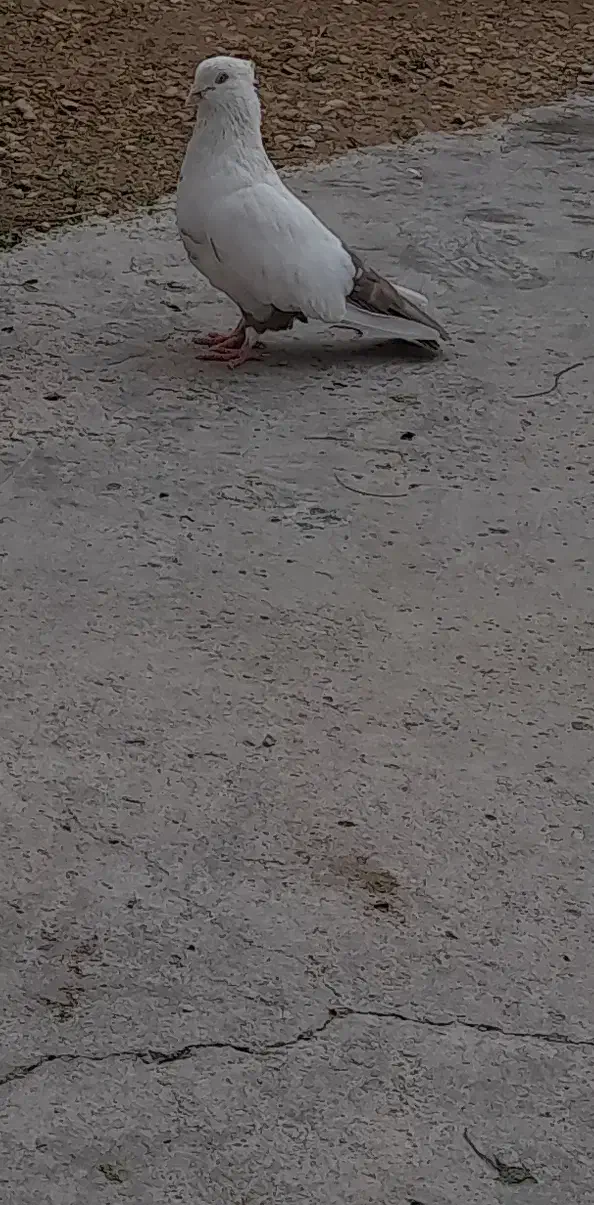 جفت دم قهوایی|پرنده|بندر ماهشهر, |دیوار