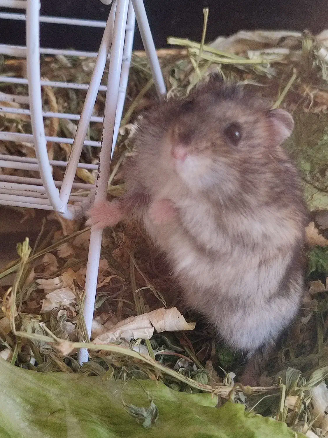 همستر|موش و خرگوش|کرج, گوهردشت|دیوار