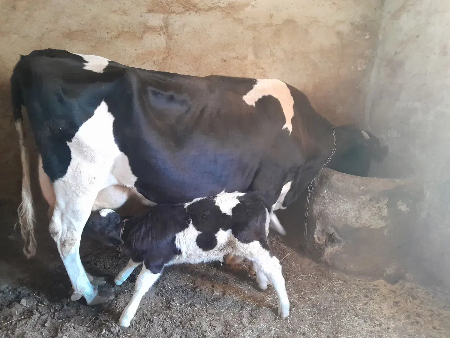 گاو گوساله|حیوانات مزرعه|گل تپه, |دیوار