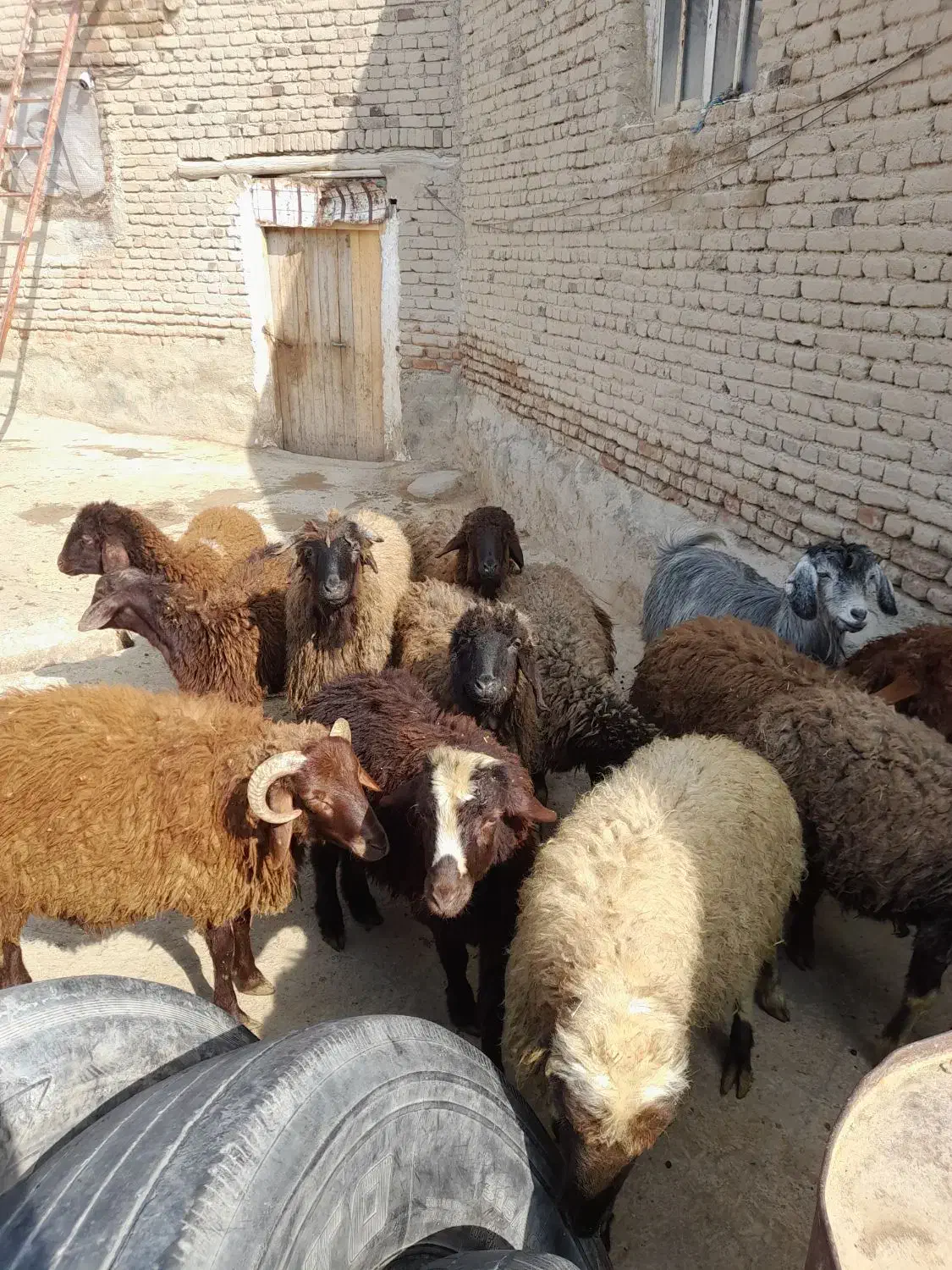 بره نر|حیوانات مزرعه|محمدیار, |دیوار