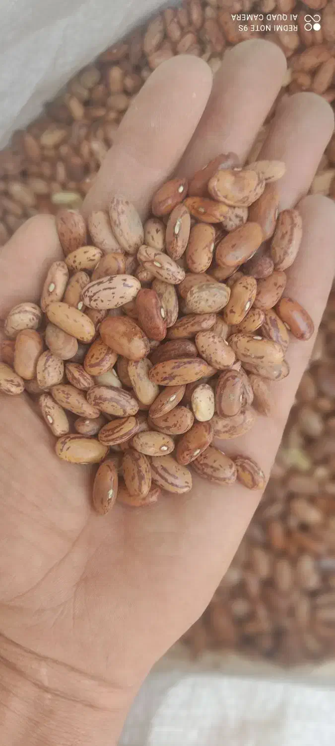 حبوبات لوبیا چیتی عدس ولپه قیمت مناسب|خوردنی و آشامیدنی|اهواز, نادری|دیوار