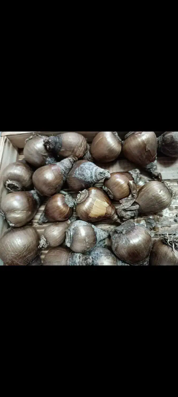 پیاز گل نرگس شهلا|گل و گیاه طبیعی|بهبهان, |دیوار