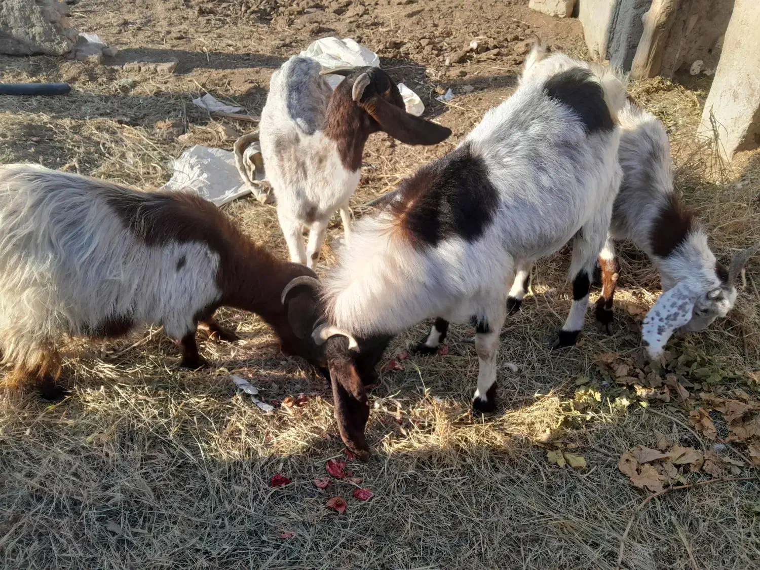 ۳ راس بز ابستن و ۱ راس تکه|حیوانات مزرعه|شهریار, بکه|دیوار