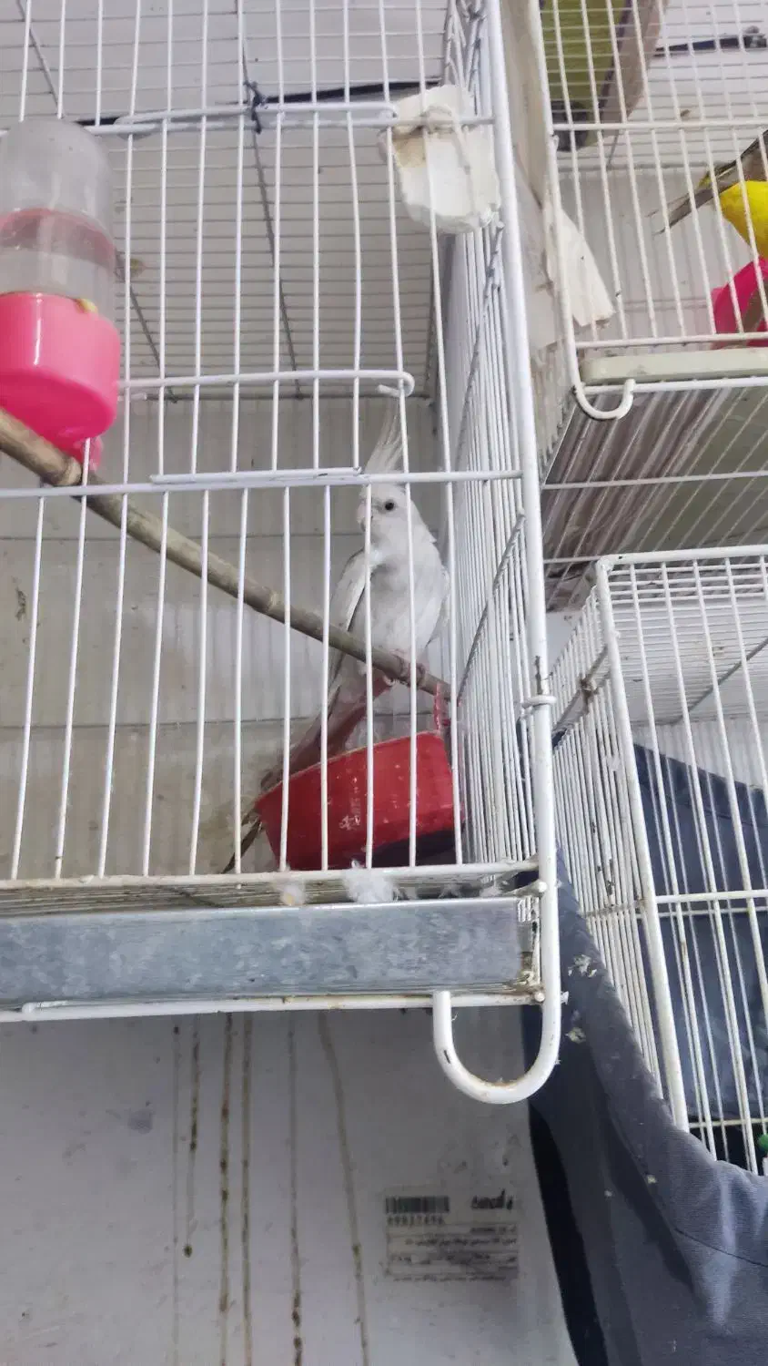 عروس هلندی قناری|پرنده|مشهد, تلگرد|دیوار