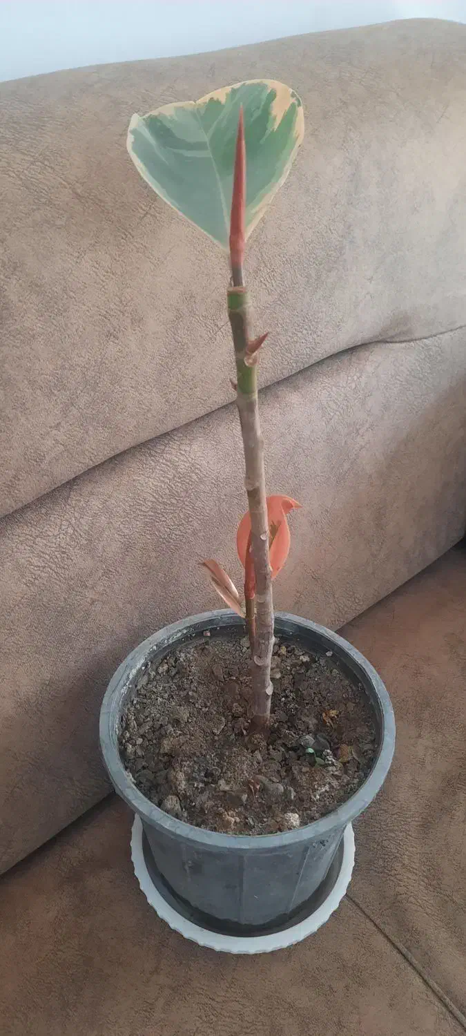 حراج|حراج|خوی, |دیوار