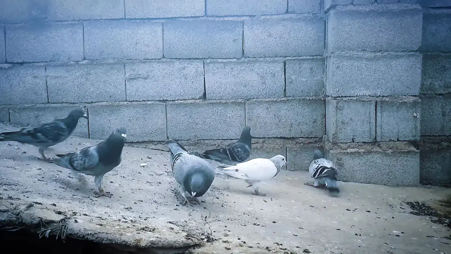 مسافتی|پرنده|گمیشان, |دیوار