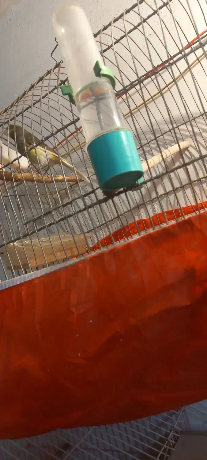 تعویض قناری ماده آماده باقناری نراماده سفت|پرنده|آران و بیدگل, |دیوار