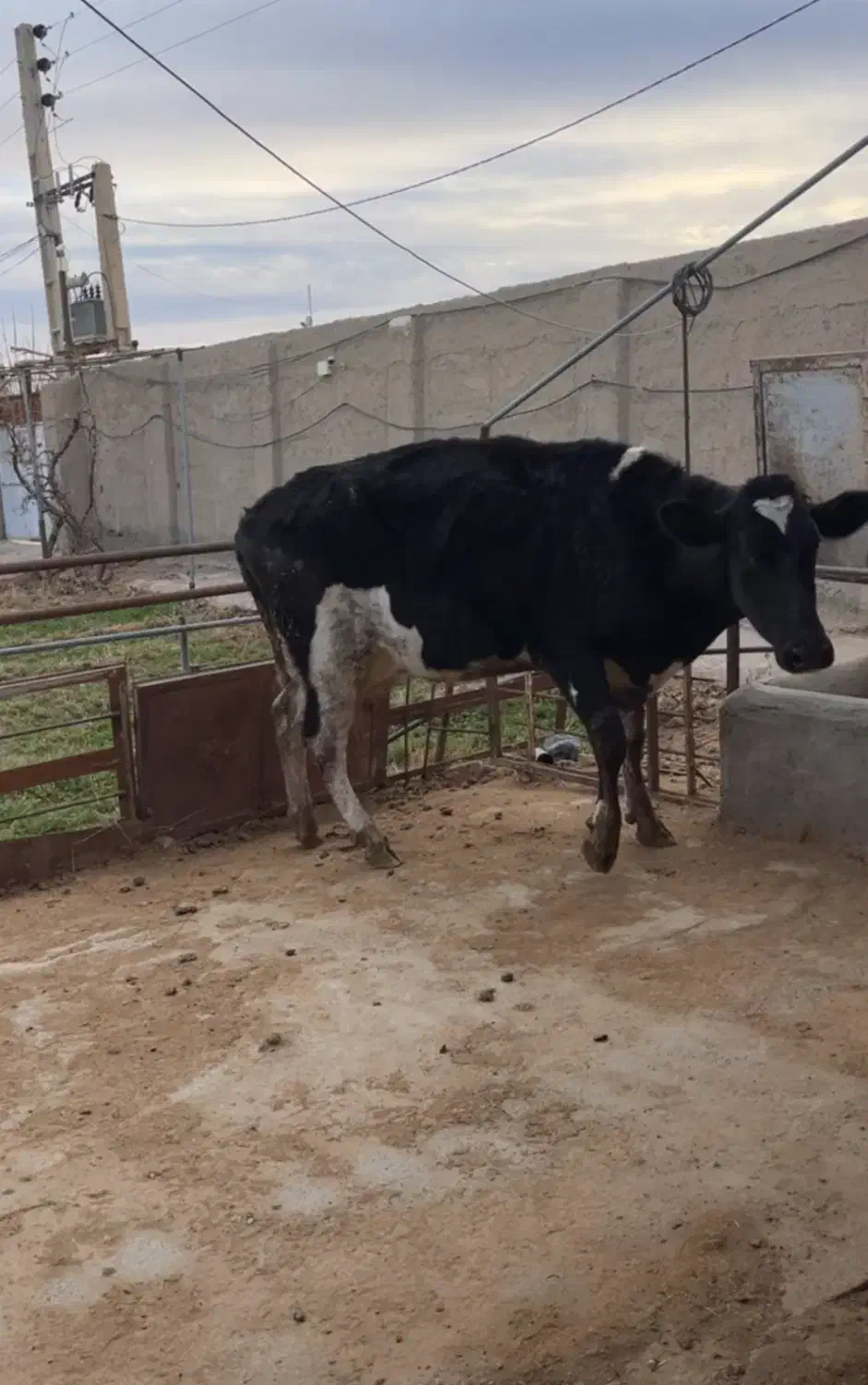 ماده گاو ۲۵ کیلو شیر|حیوانات مزرعه|جوادآباد, |دیوار