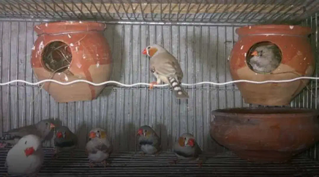 ۴۰جفت فنچ مولد با تخم وجوجه .معاوضه سیستم ماشین|پرنده|مشهد, عبادی|دیوار
