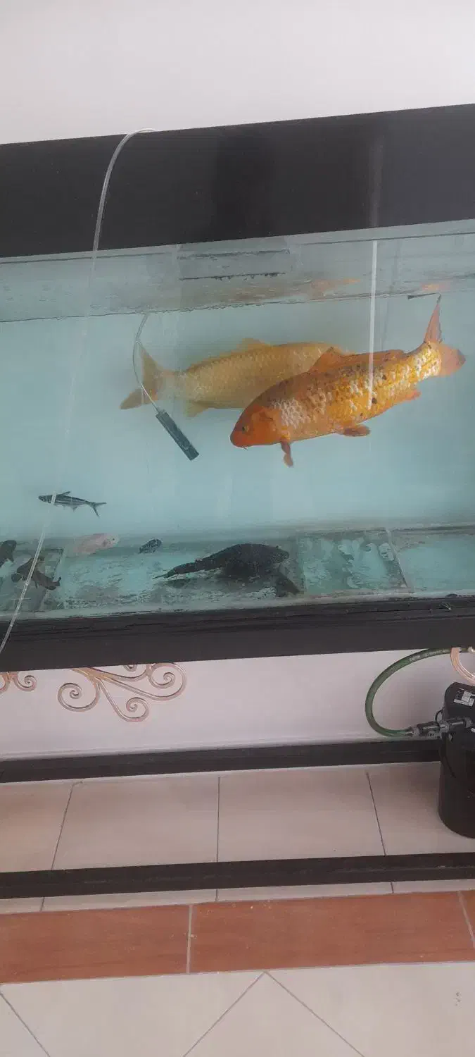 ماهی کوی|ماهی|تهران, مسعودیه|دیوار