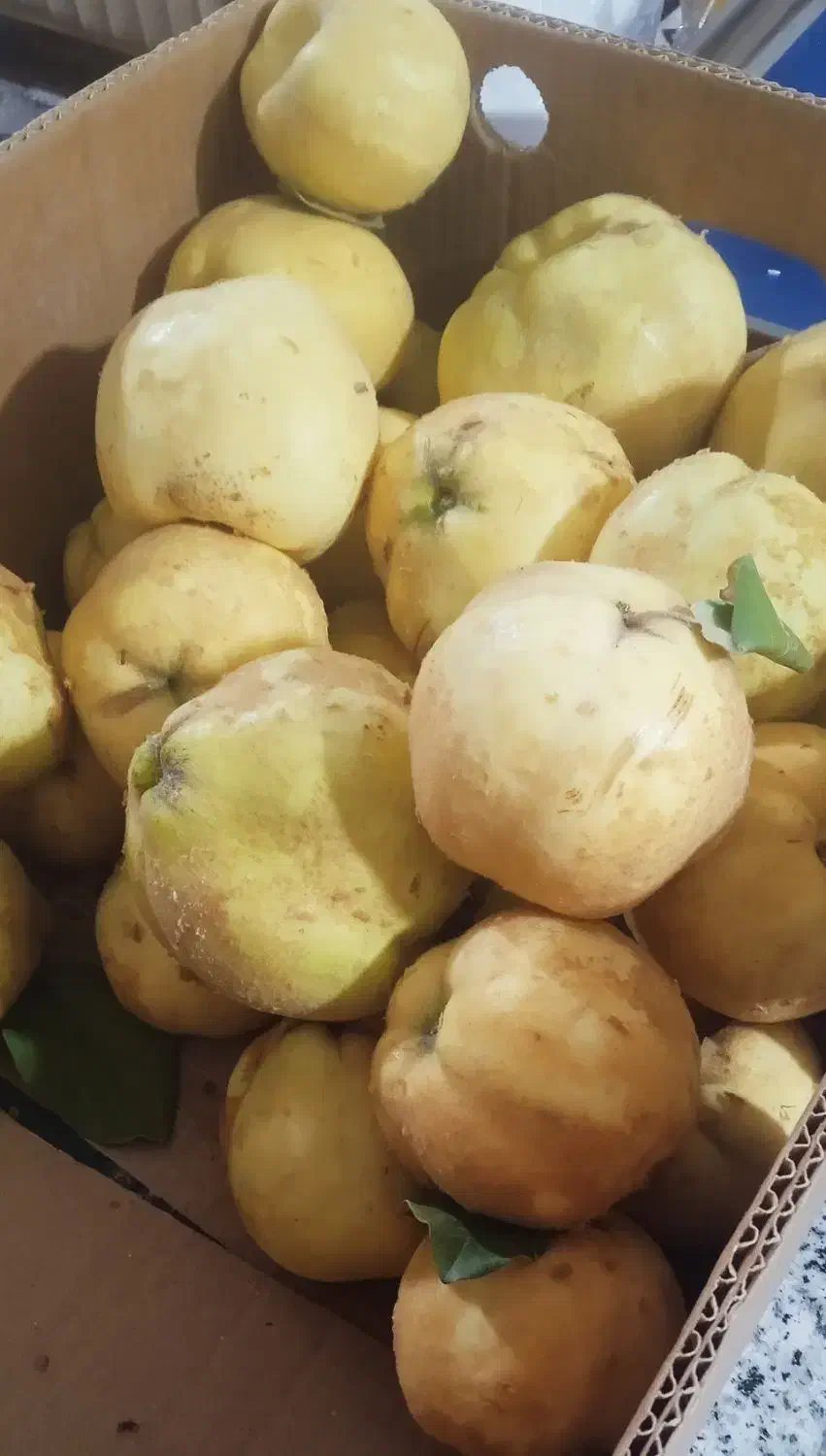 بِه کیلو۵۰|خوردنی و آشامیدنی|سی‌سخت, |دیوار