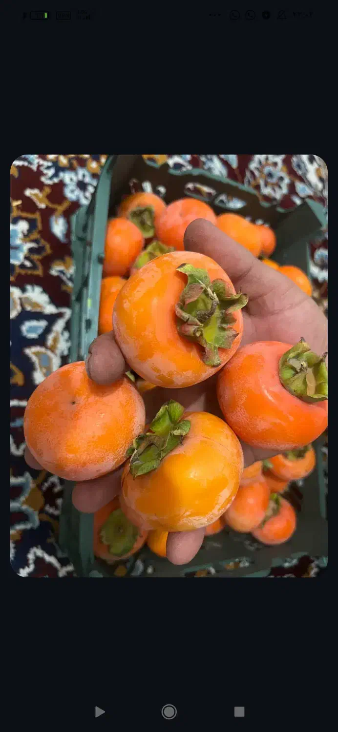 فروش خرمالو|عمده‌فروشی|تبریز, |دیوار