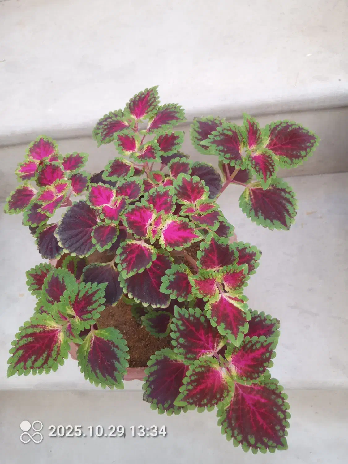 گلهای زیبا|گل و گیاه طبیعی|تبریز, |دیوار