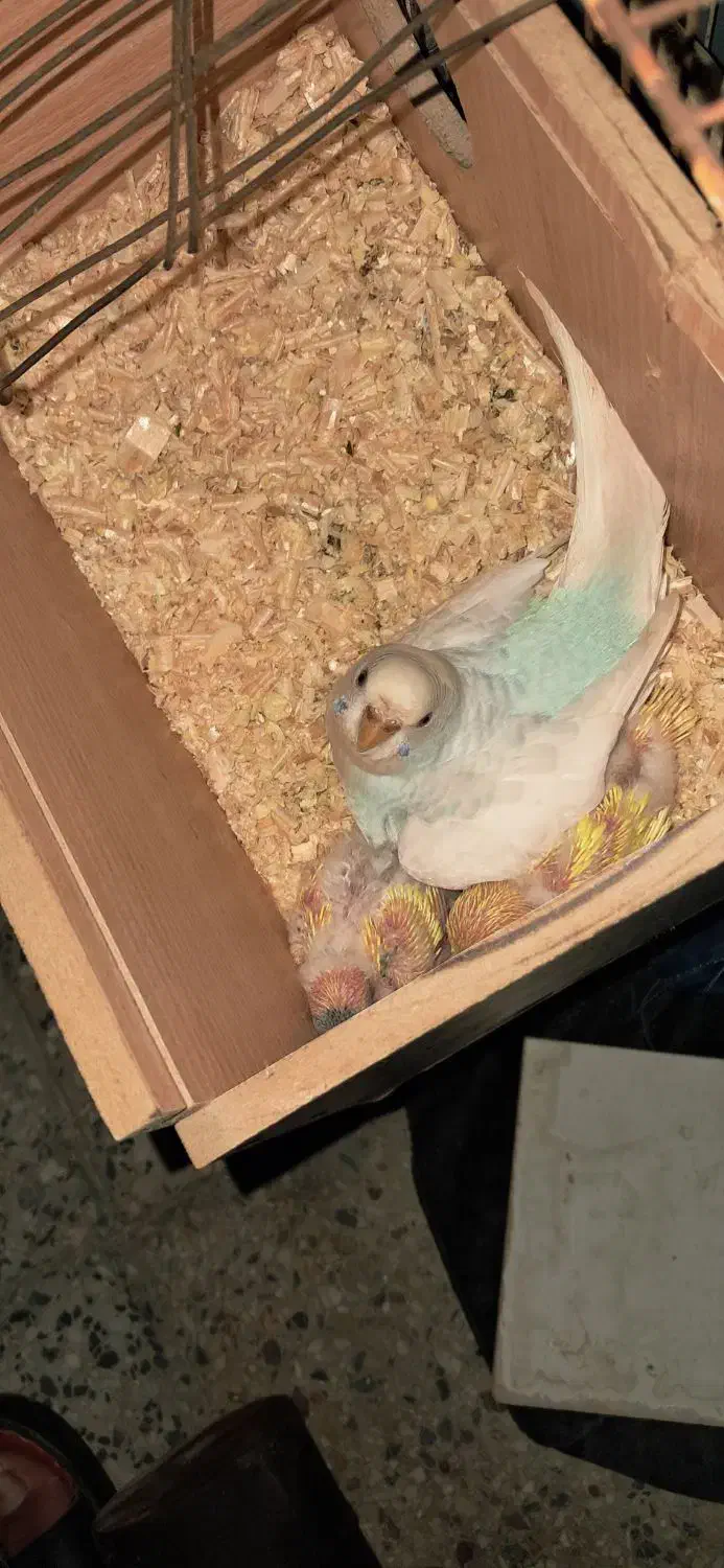 مرغ عشق|پرنده|بندر ماهشهر, |دیوار