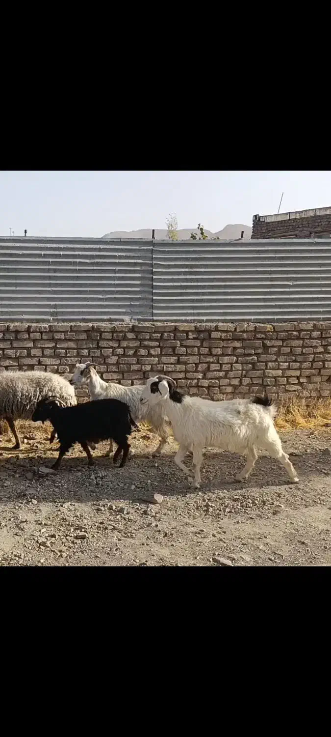 ۷عدد بز جوان دونه ۴۹۰۰ کیلو هم ۱۹۰|حیوانات مزرعه|قائن, |دیوار