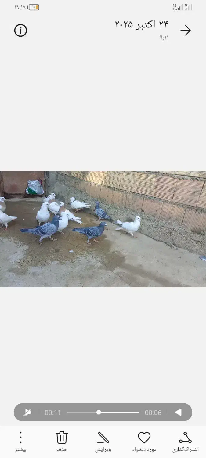 کبوتر دو رگه|پرنده|مریوان, |دیوار