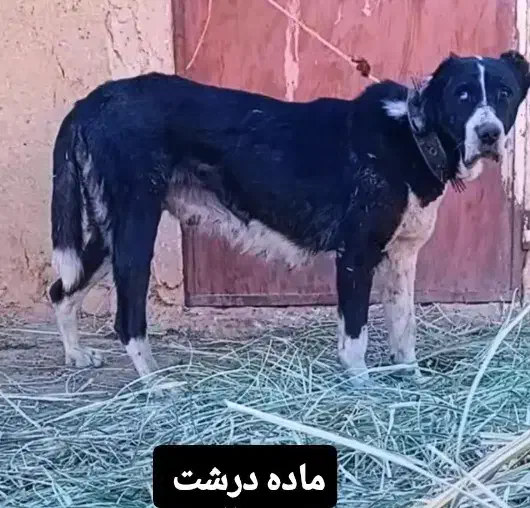 واگذاری سگ درشت سراب آلابای افغانی نگهبانی|سگ|تهران, جوادیه|دیوار