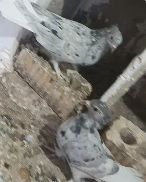 کبوتر.کفتر|پرنده|آباده, |دیوار