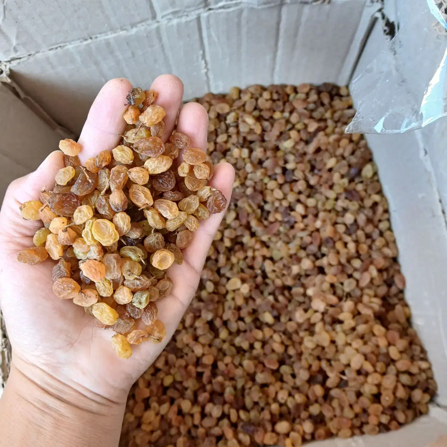 کشمش|خوردنی و آشامیدنی|شیروان (خراسان), |دیوار