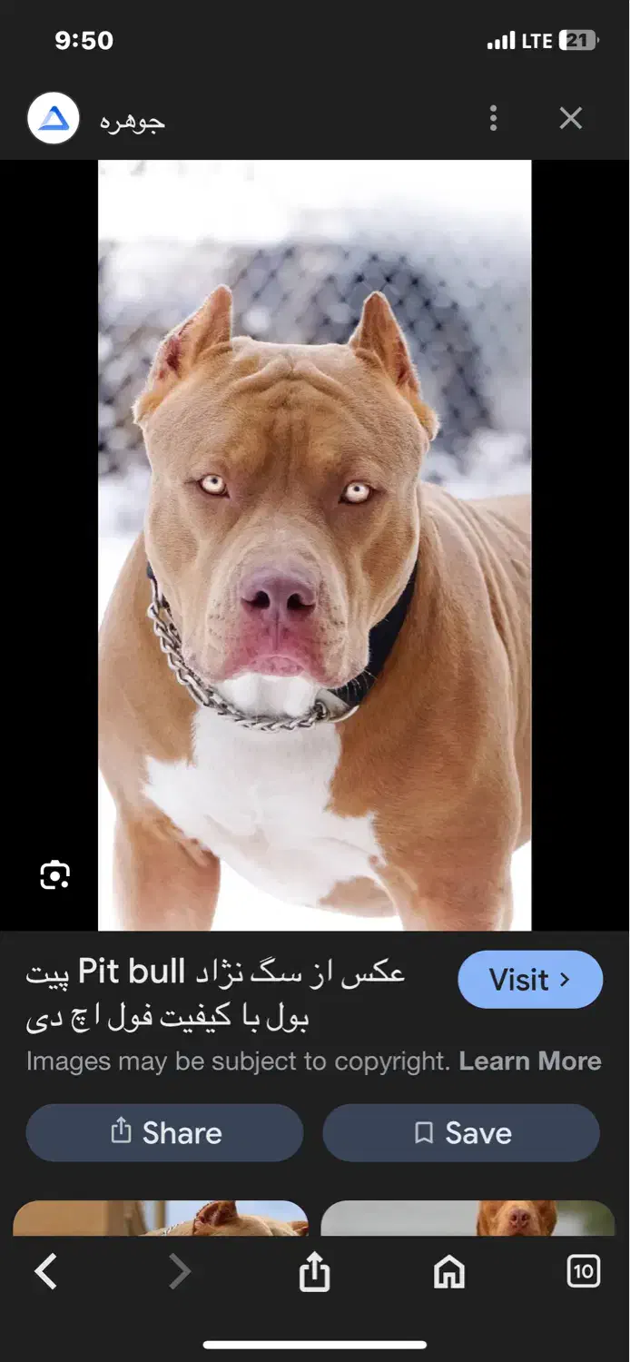 واگذاری سگ|سگ|تهران, جماران (نیاوران)|دیوار