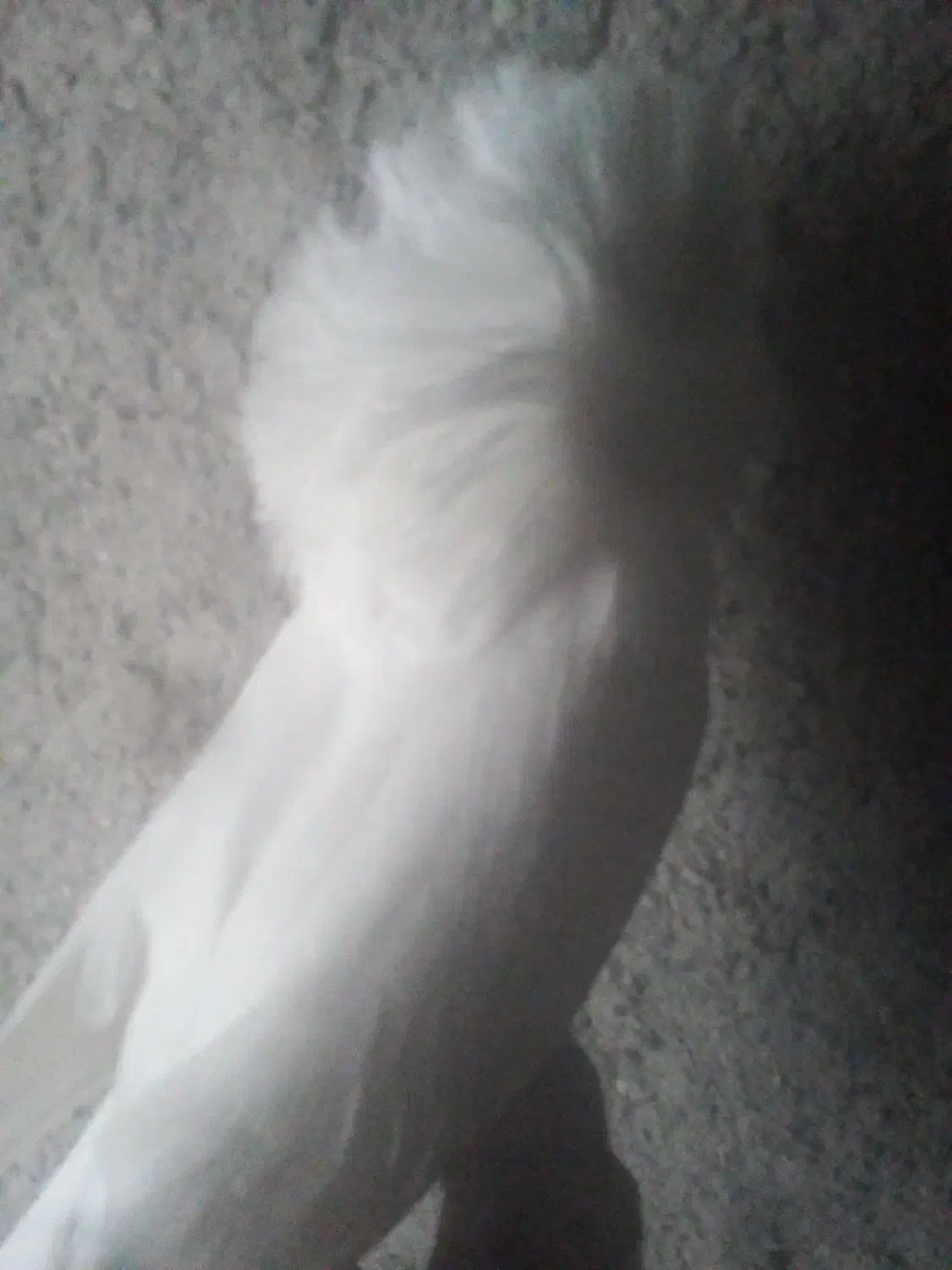 سیمکارت رند ایرانسل ( ۰۹۳۸۵۵۵۷۰۰۱)|سیم‌کارت|آق قلا, |دیوار