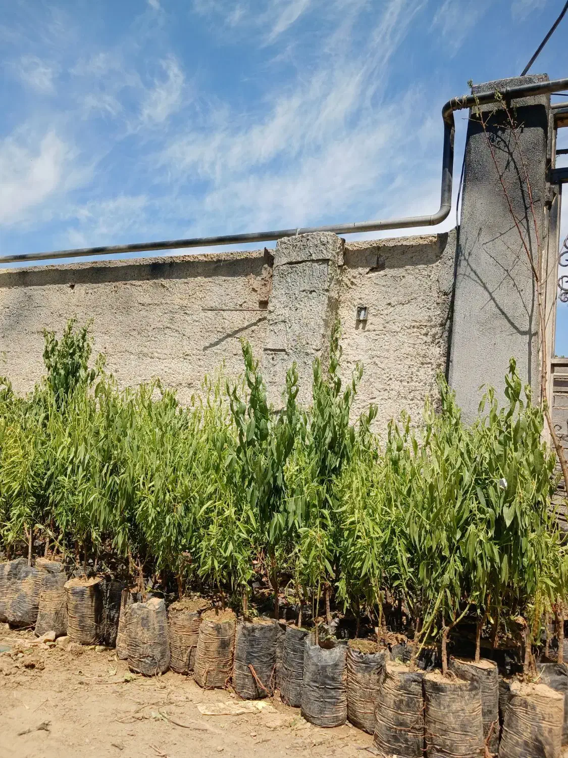 نهال بادام پربار سالم نهال|خدمات باغبانی و درختکاری|اراک, |دیوار