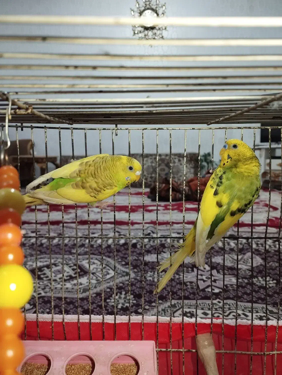 مرغ عشق|پرنده|تبریز, |دیوار