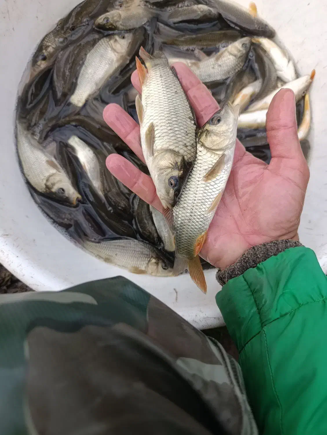 ماهی امور و کپور|ماهی|سنگر, |دیوار