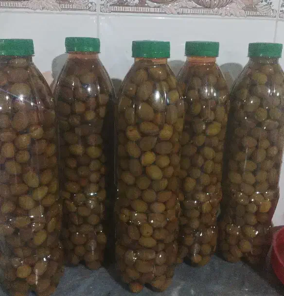 زیتون سبز|حراج|داراب, |دیوار