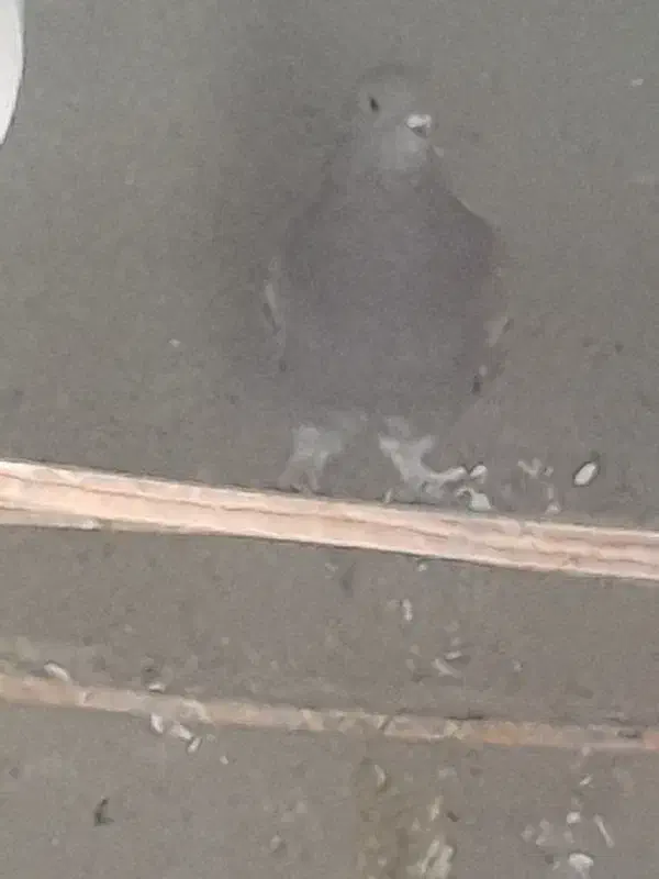 کفتر|پرنده|اردکان, |دیوار