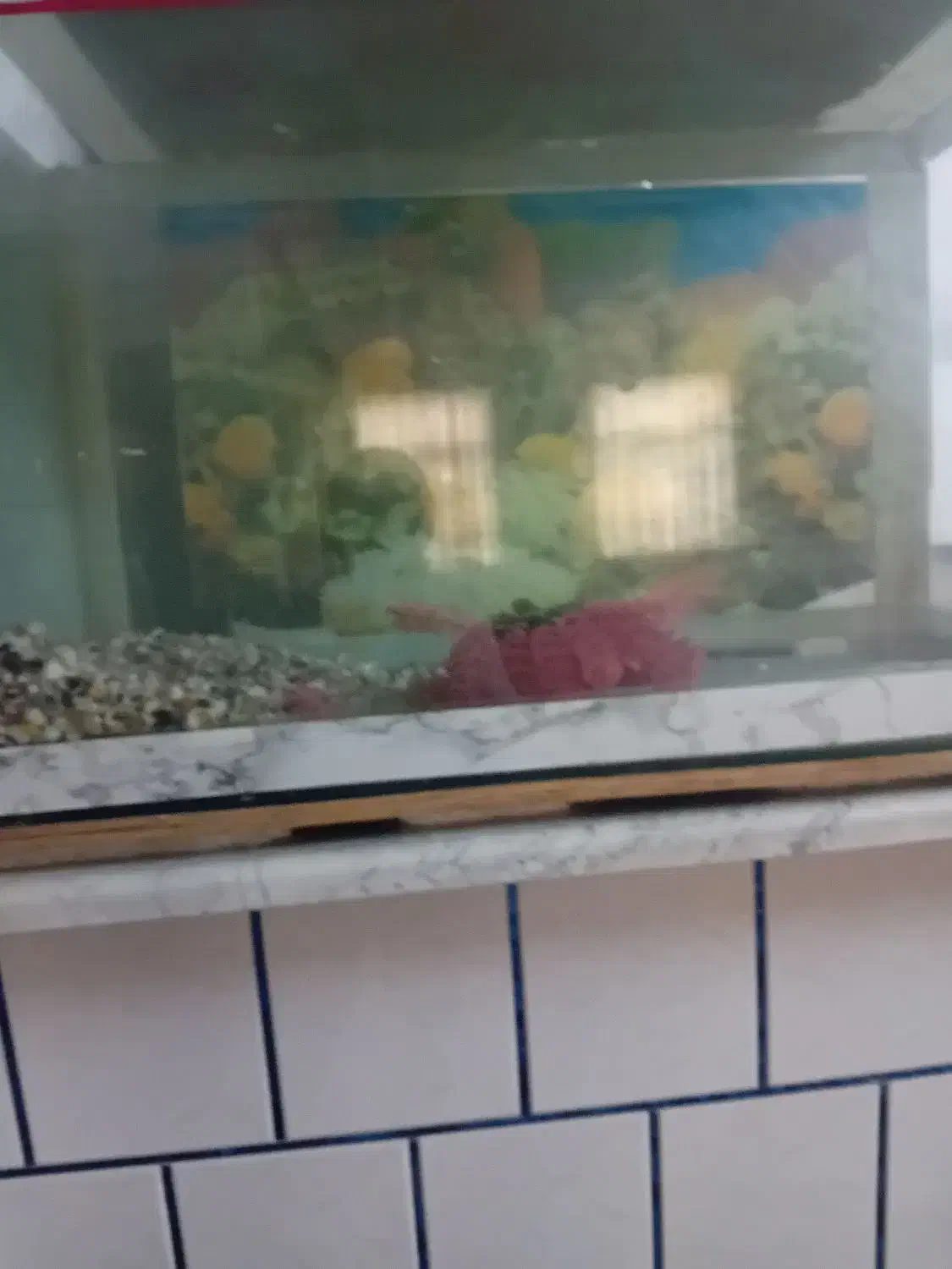 کاری و تزیینی|ماهی|نسیم‌شهر, |دیوار