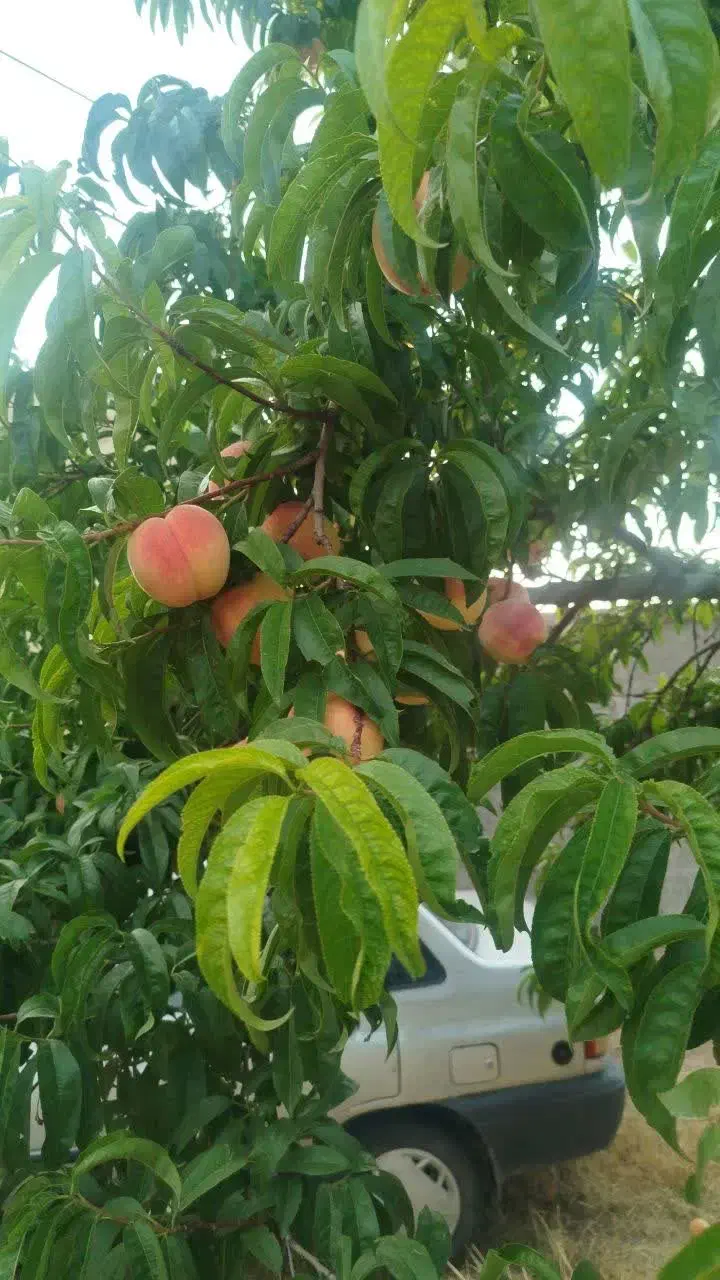 راهنمایی|فعالیت داوطلبانه|اصفهان, آبشار|دیوار