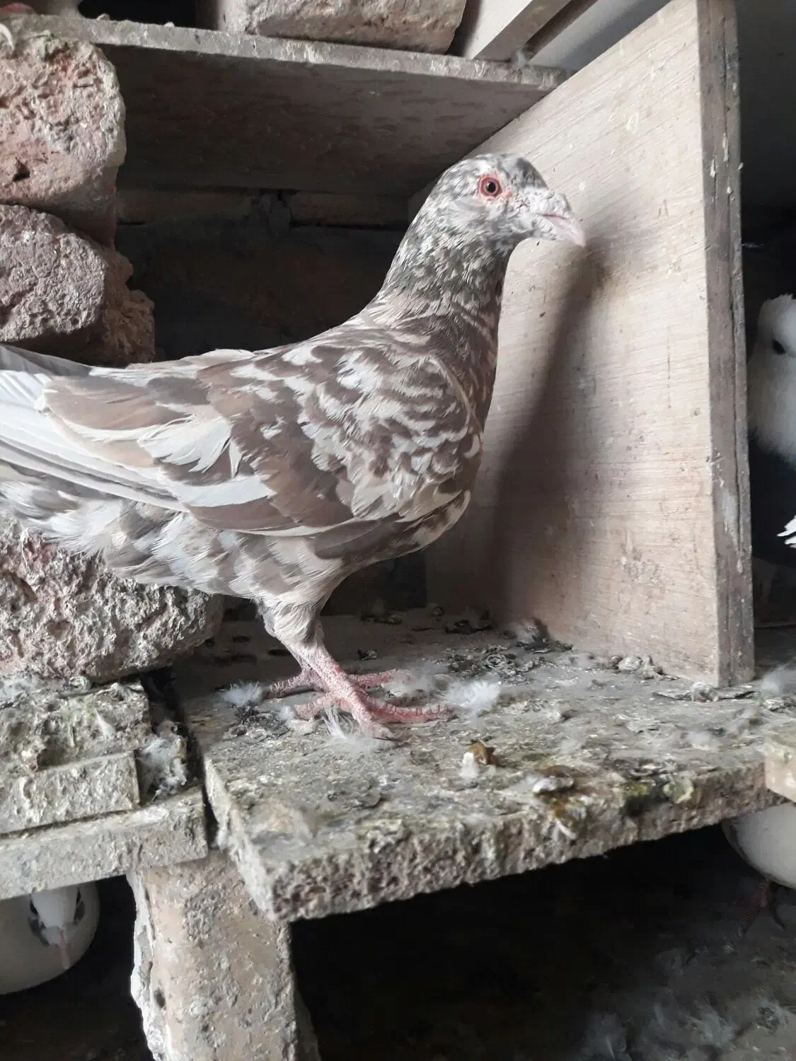 فروش کفتر کوهی . نامور.شازده.طوقی|پرنده|گل تپه, |دیوار