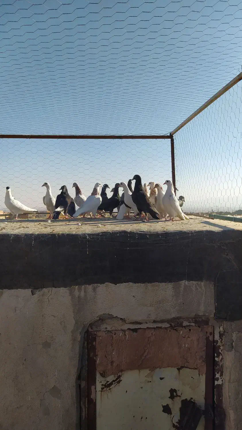 دسته کفتر پرشی همه جوون پرشی هم بو|پرنده|سبزوار, عارف|دیوار