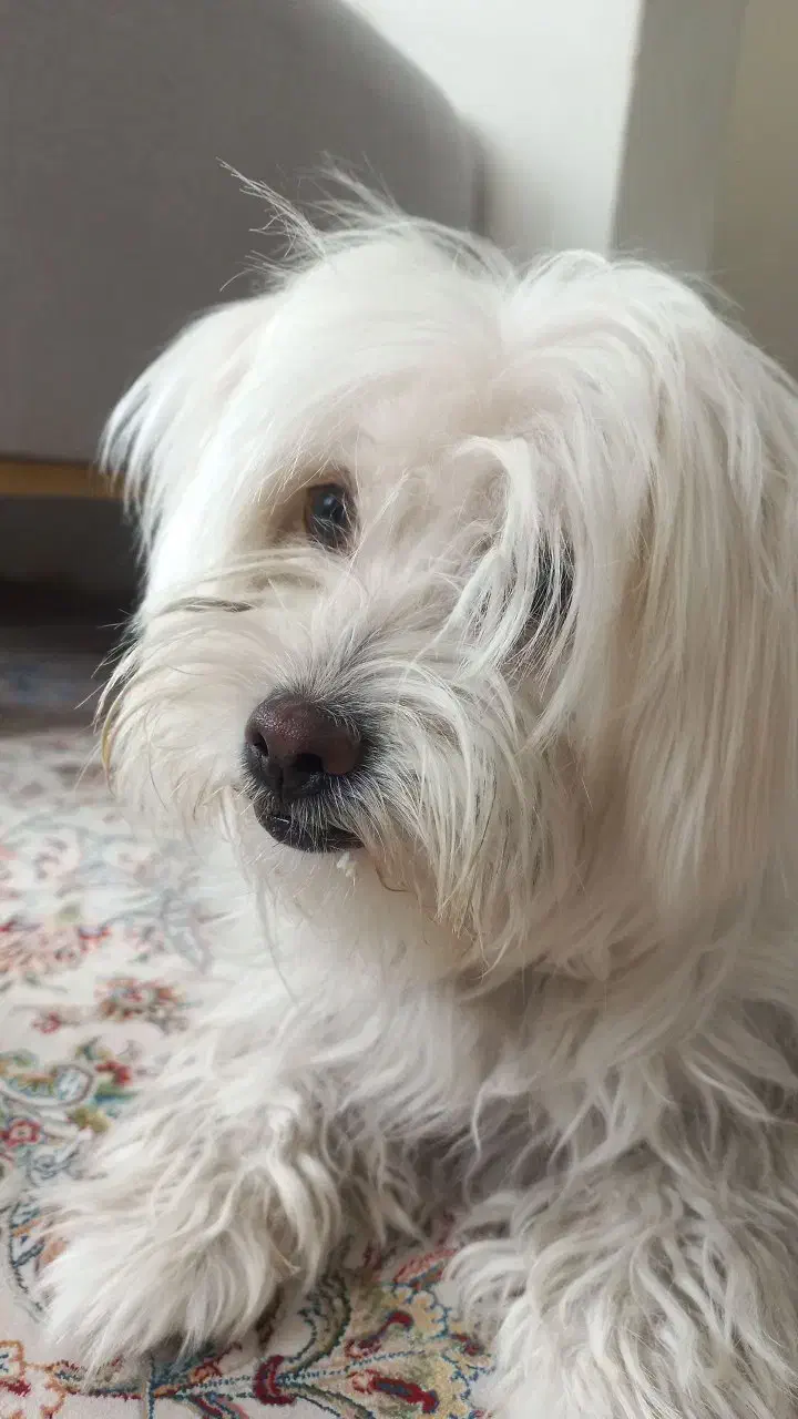 سگ شیتزو مهربون|سگ|بومهن, |دیوار