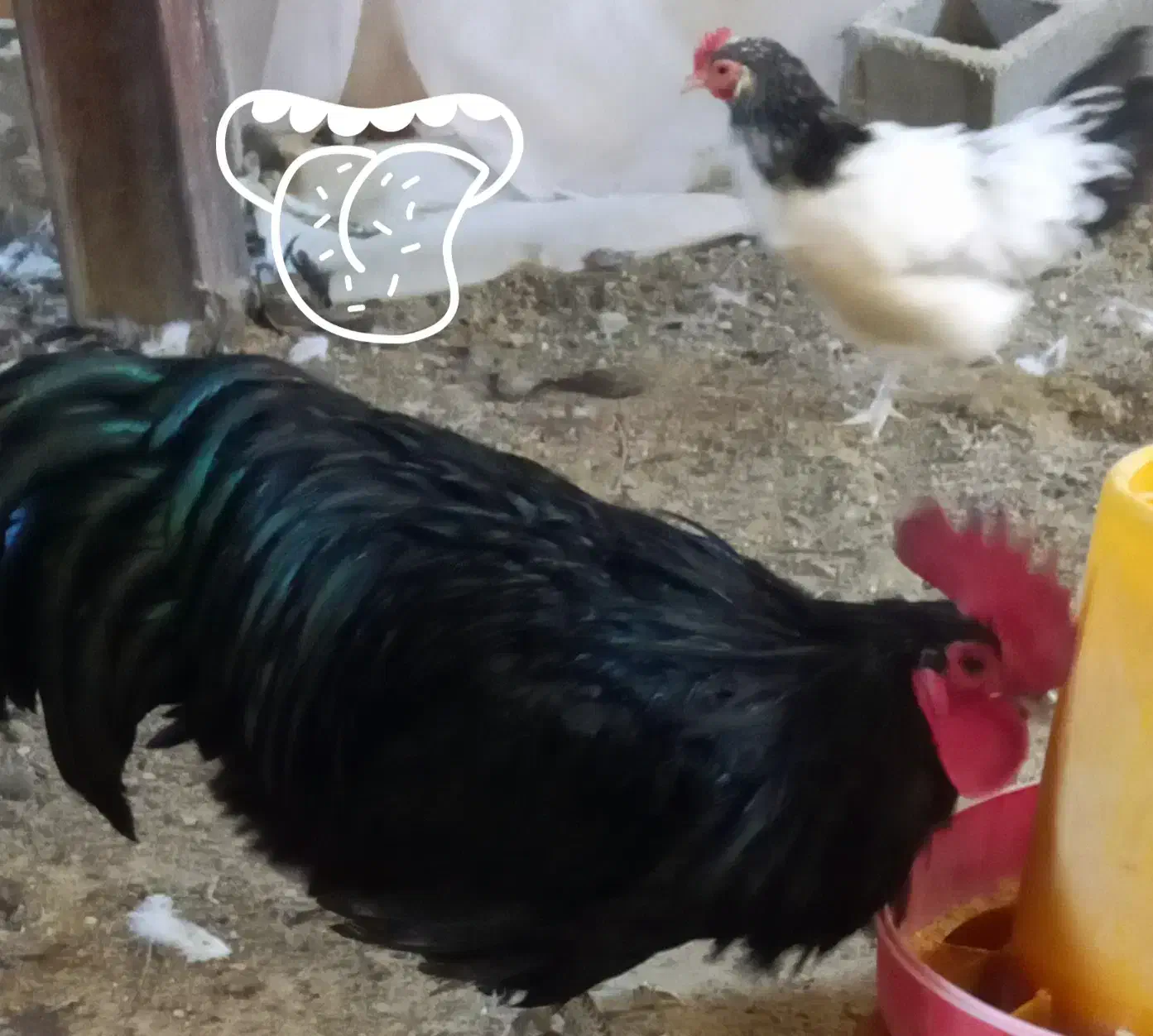 فروش ۳۰ قطعه لاکنولدر استرالورپ ویاندوت بلورد|حیوانات مزرعه|محلات, |دیوار