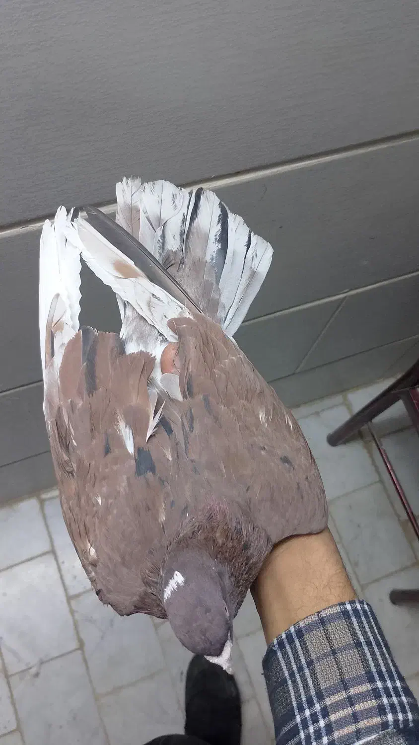 فروش ۵عدد کفتر پرشی درجه یک و عالی|پرنده|اردکان, |دیوار