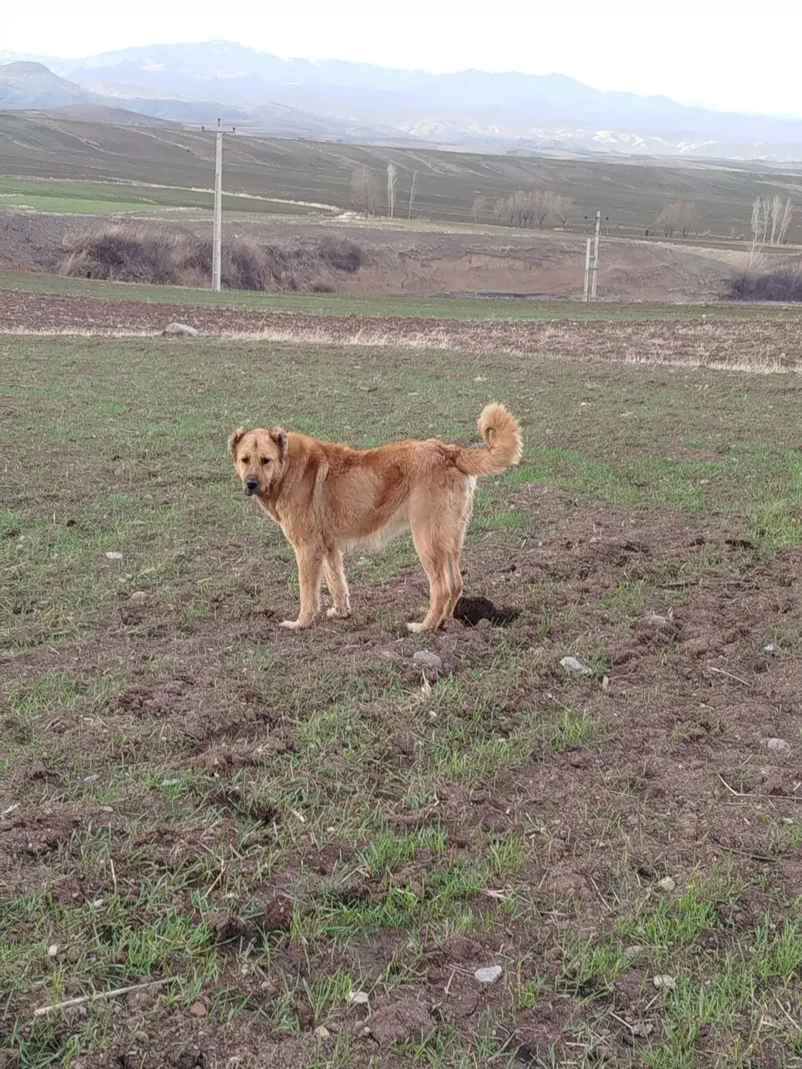 سگ ماده|سگ|قصابه, |دیوار