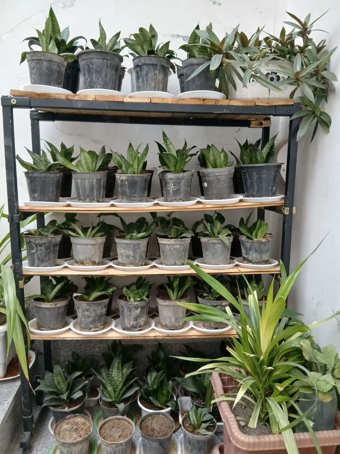 سانسوریا|گل و گیاه طبیعی|مشهد, مشکینی (شهرک غرب)|دیوار