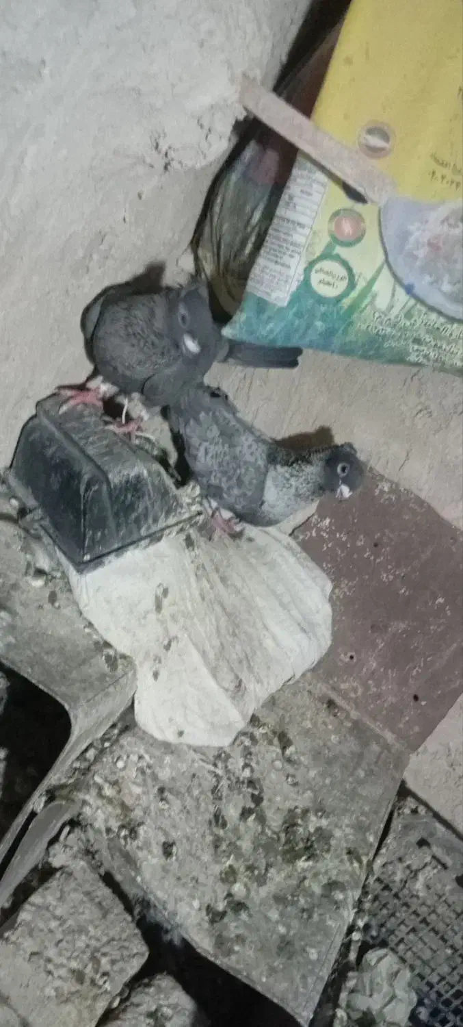 کبوترموشی نقره ای طوق سفید|پرنده|چناران, |دیوار