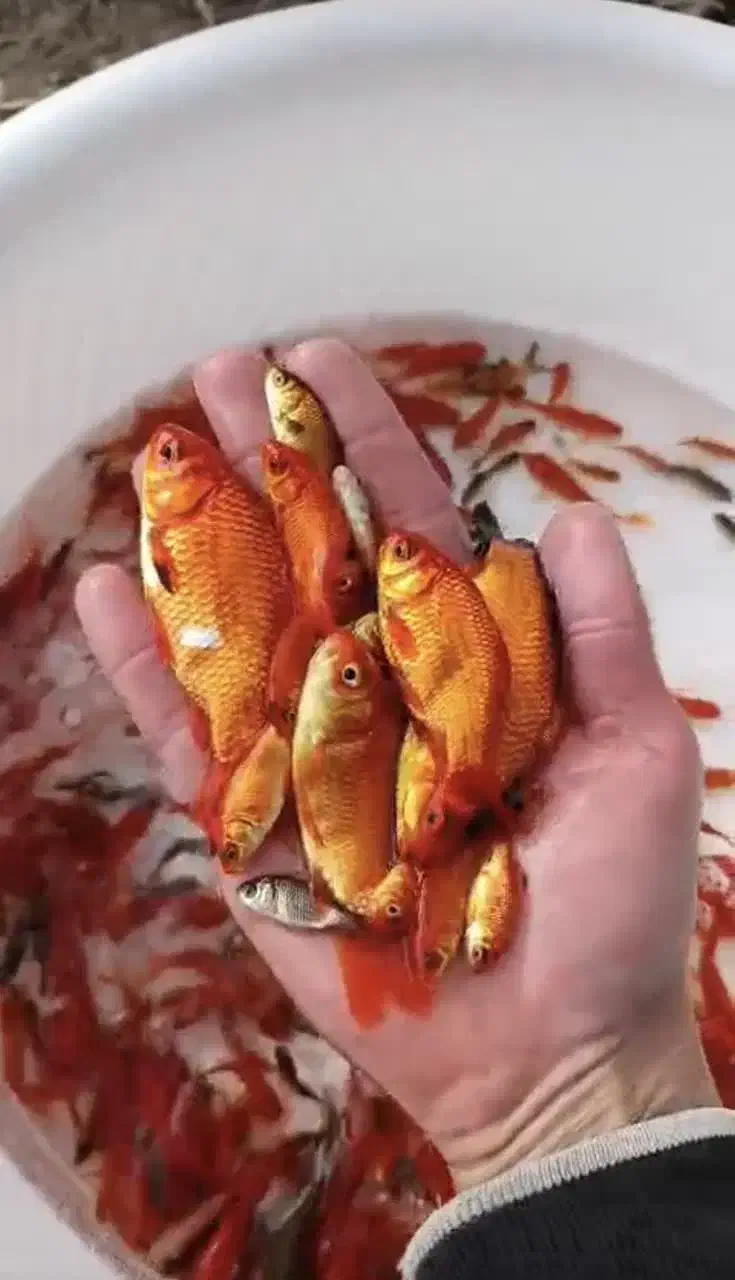 ماهی قرمز و گلفیش|ماهی|اصفهان, ارزنان|دیوار