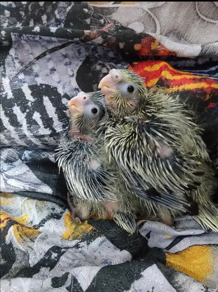 جوجه عروس هلندی 20روزه 380|پرنده|ایلام, |دیوار