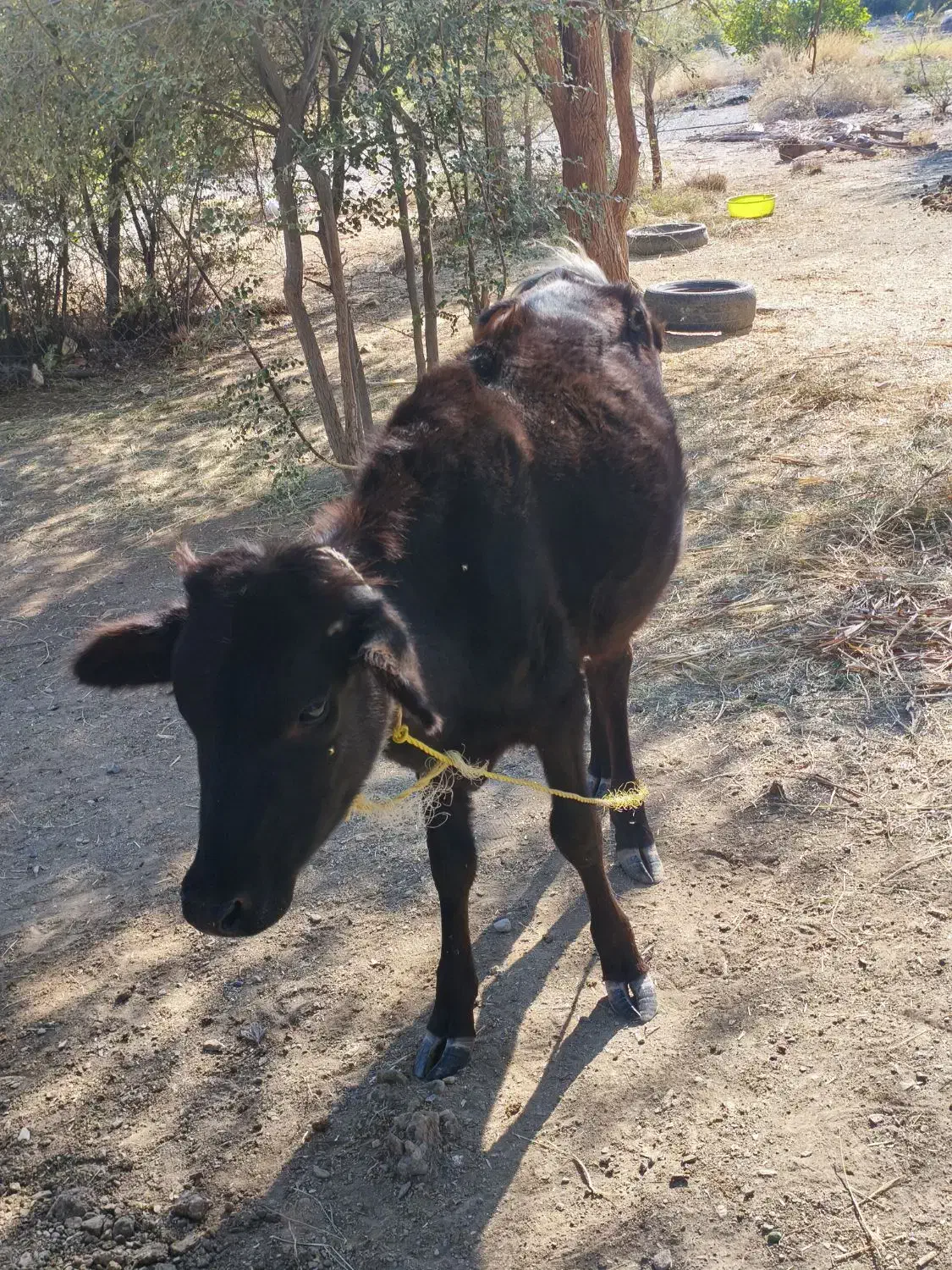 فروش گوساله ماده|حیوانات مزرعه|رودخانه, |دیوار