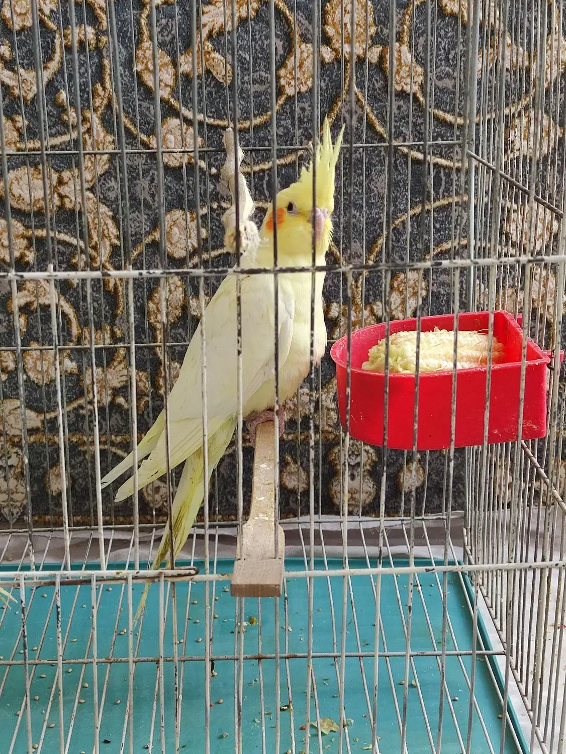 جوجه دانخور2ماهه عروس هلندی شاه تخم سالم و سرحال|پرنده|اسلامآباد غرب, |دیوار