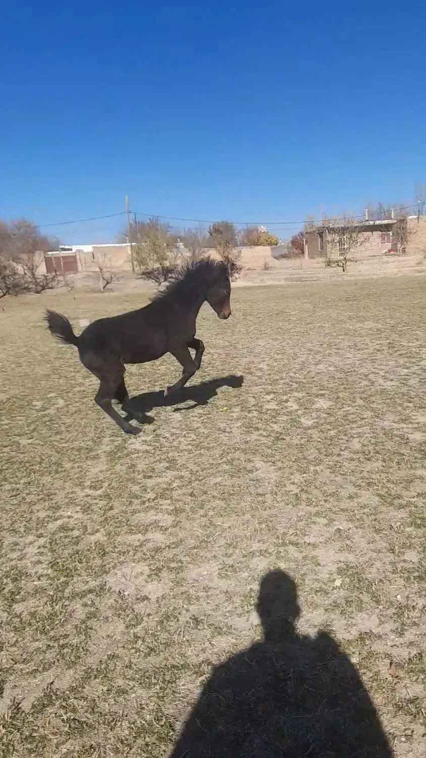 کره اصیل|اسب و تجهیزات اسب‌سواری|سردرود, |دیوار