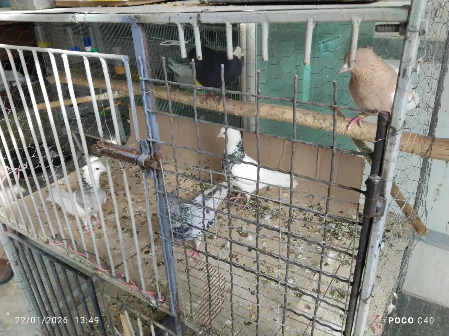 کبوتر عمده|پرنده|سقز, |دیوار