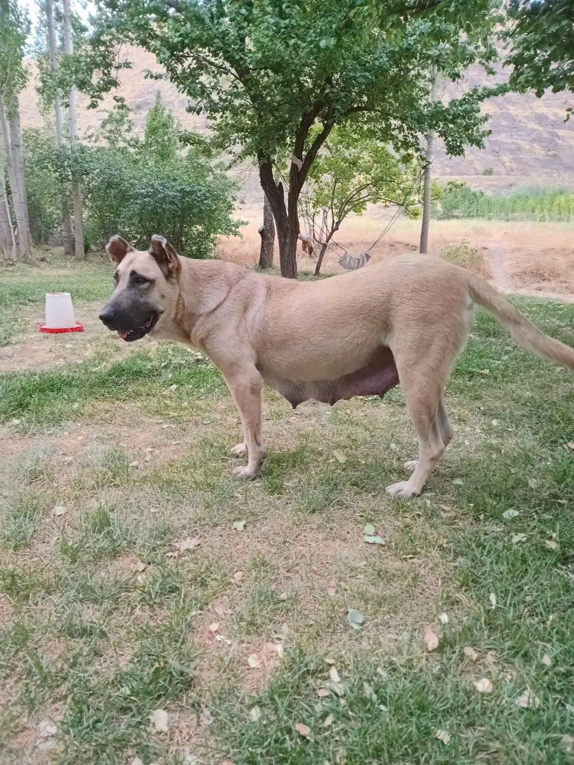 سگ سرابی ماده|سگ|هشترود, |دیوار