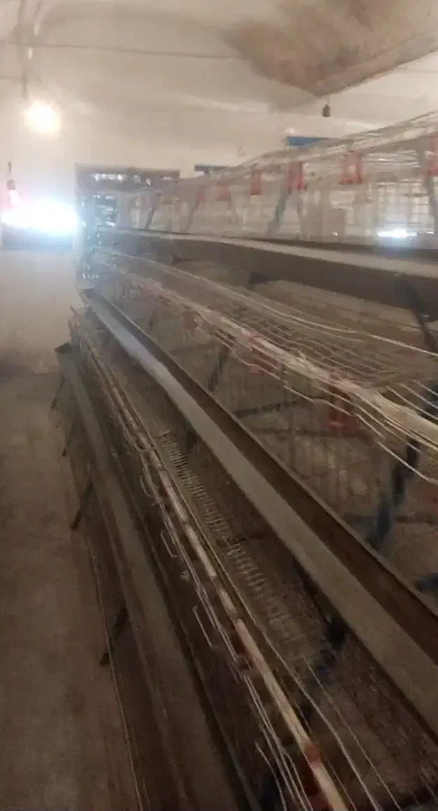 قفس مرغ تخم گذار|لوازم جانبی حیوانات|ابریشم, |دیوار