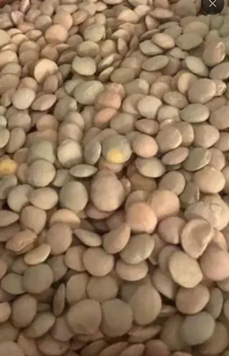 عدس|خوردنی و آشامیدنی|شباب, |دیوار