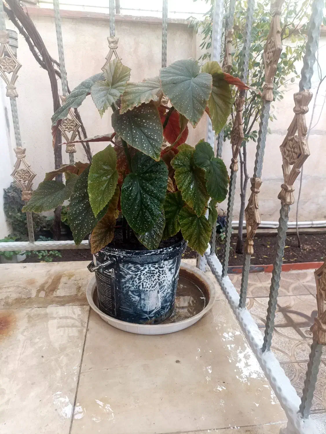 گل خانگی|گل و گیاه طبیعی|کرمانشاه, |دیوار